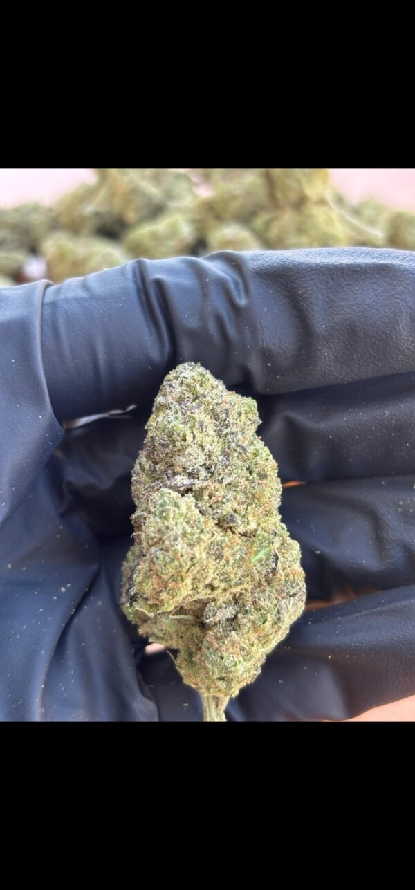 Blueberry Muffin Hidropónica 420 - Imagen 3