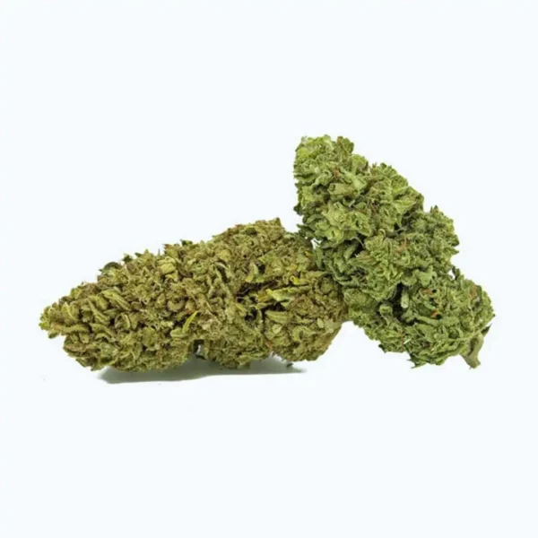 Moby Dick Indoor  CBD - Imagen 2