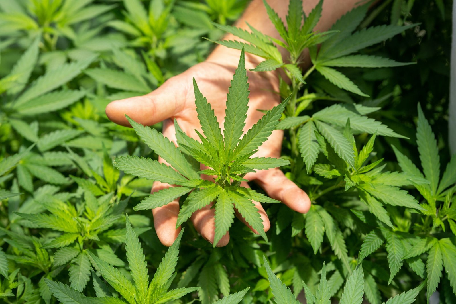 Cosmetica CBD